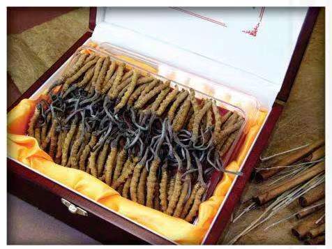 龙湾冬虫夏草回收